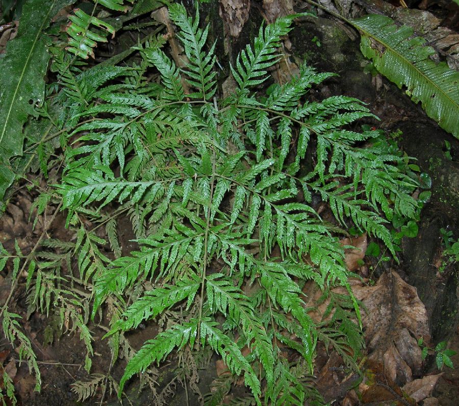 Tectariaceae Tectaria acutiloba