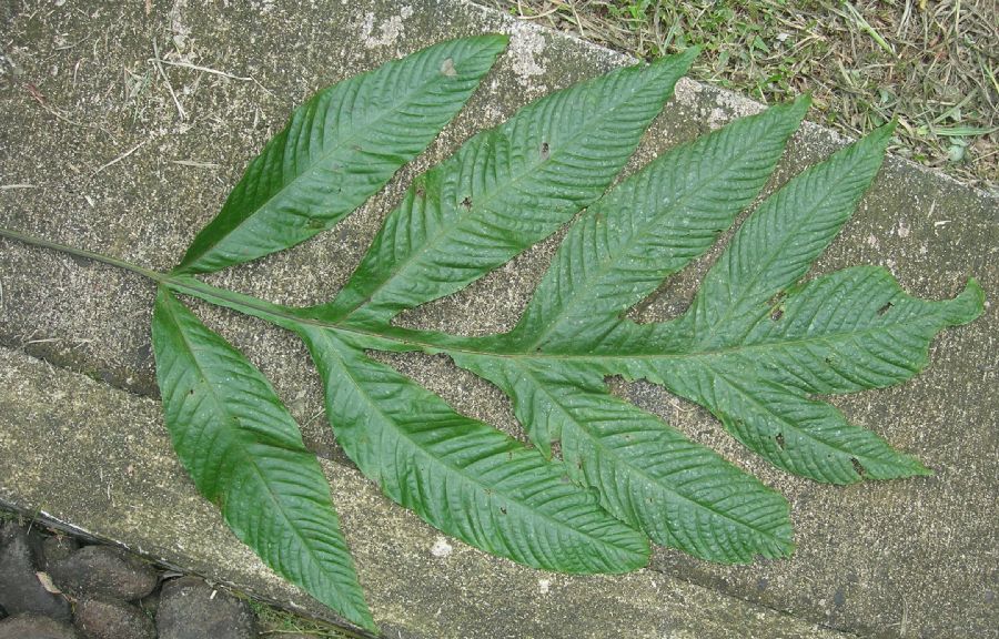 Tectariaceae Hypoderris nicotianifolia