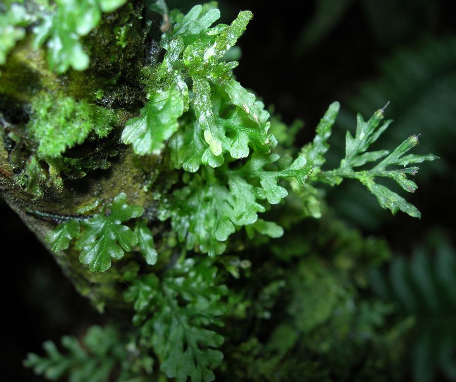 Hymenophyllaceae Didymoglossum reptans