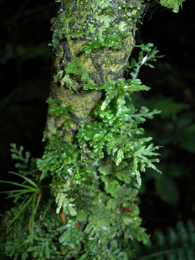 Hymenophyllaceae Didymoglossum reptans