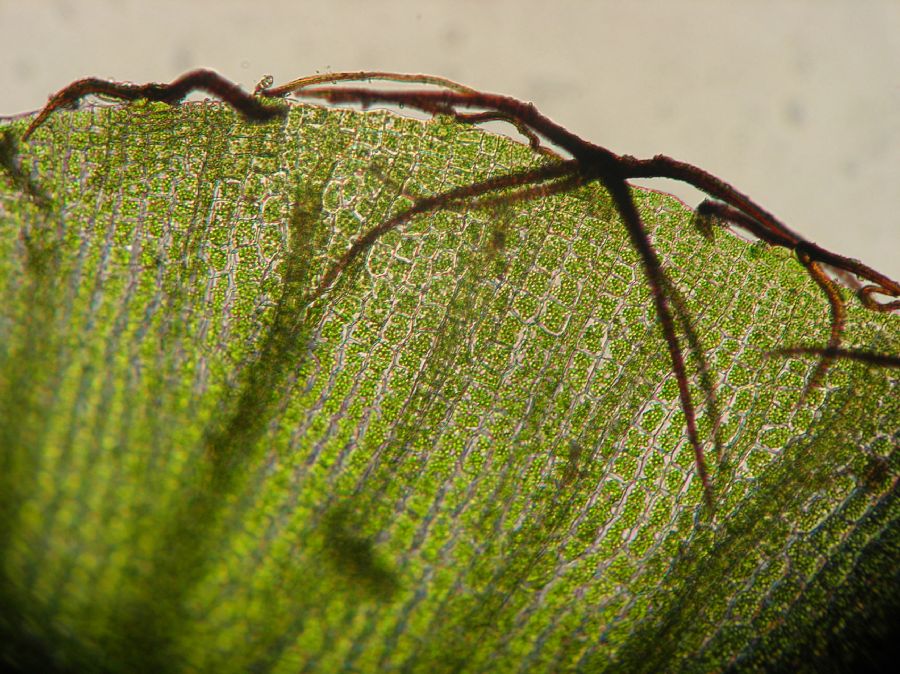 Hymenophyllaceae Didymoglossum punctatum