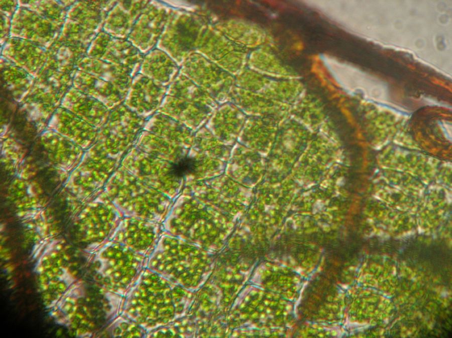 Hymenophyllaceae Didymoglossum punctatum