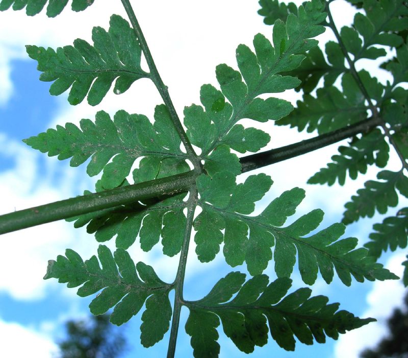 Dryopteridaceae Dryopteris patula