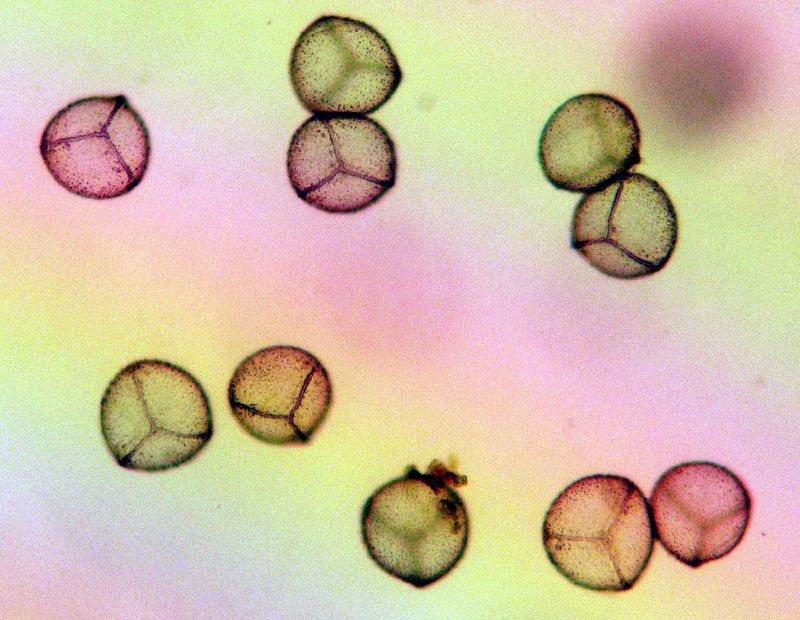 Hymenophyllaceae Hymenophyllum 