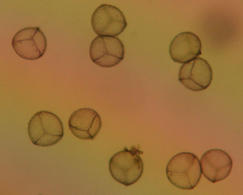 Hymenophyllaceae Hymenophyllum 