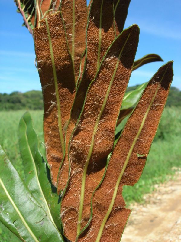 Pteridaceae Acrostichum danaeifolium