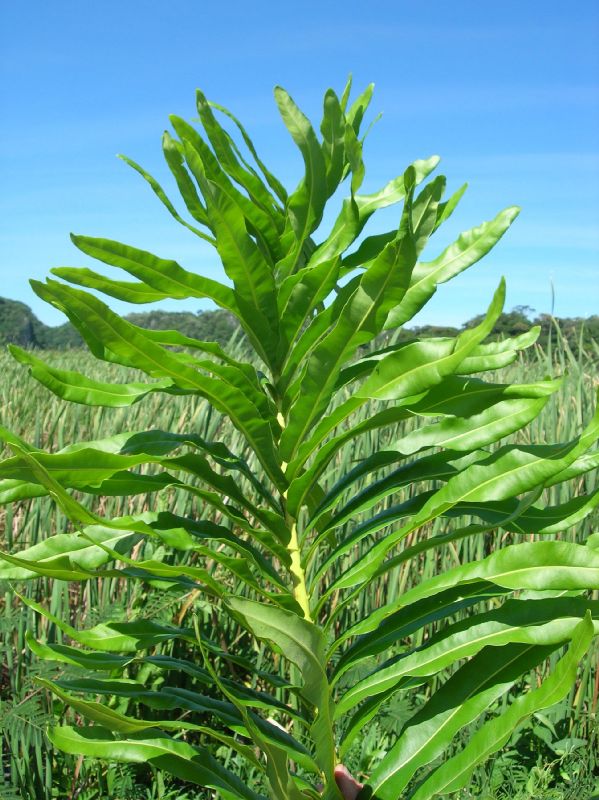 Pteridaceae Acrostichum danaeifolium