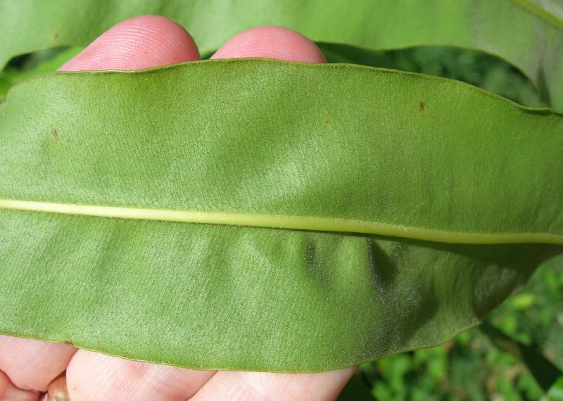 Pteridaceae Acrostichum danaeifolium