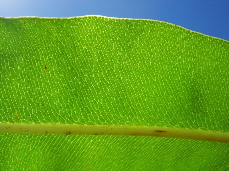 Pteridaceae Acrostichum danaeifolium