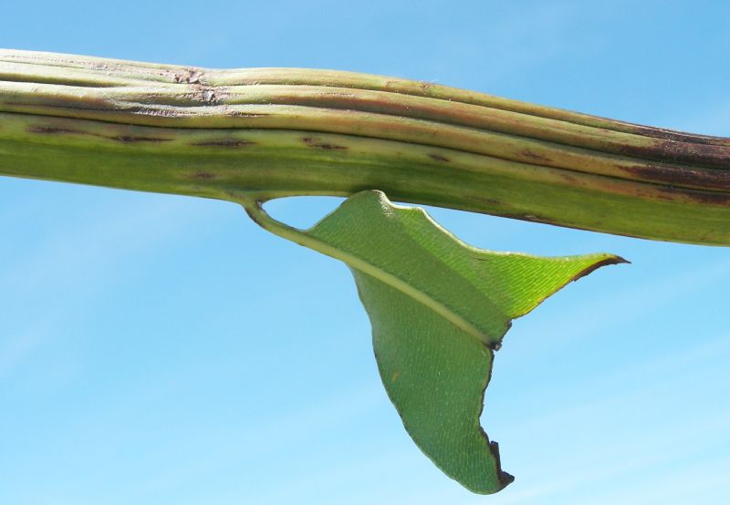 Pteridaceae Acrostichum danaeifolium