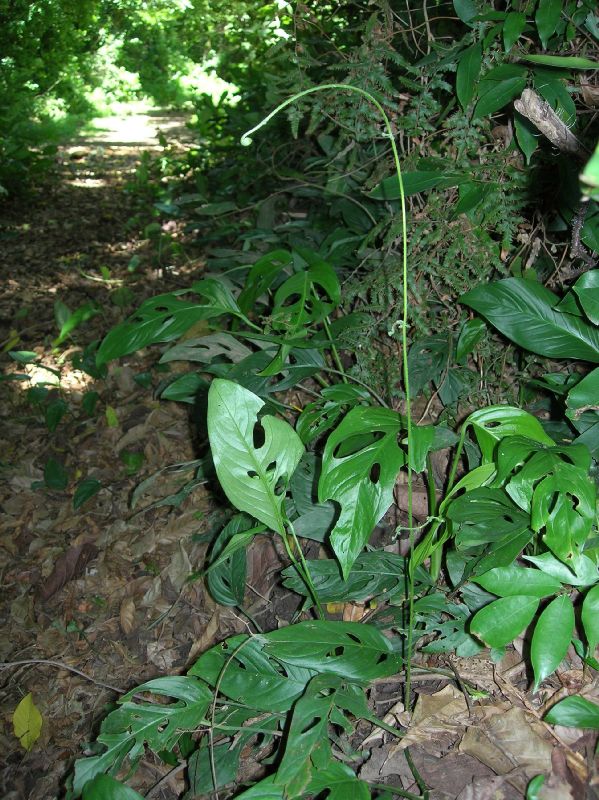 Lygodiaceae Lygodium venustum