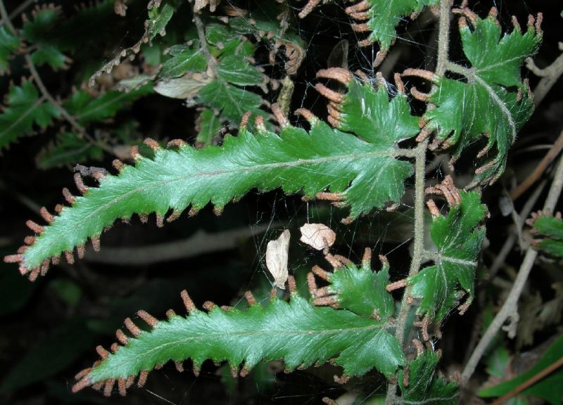 Lygodiaceae Lygodium venustum