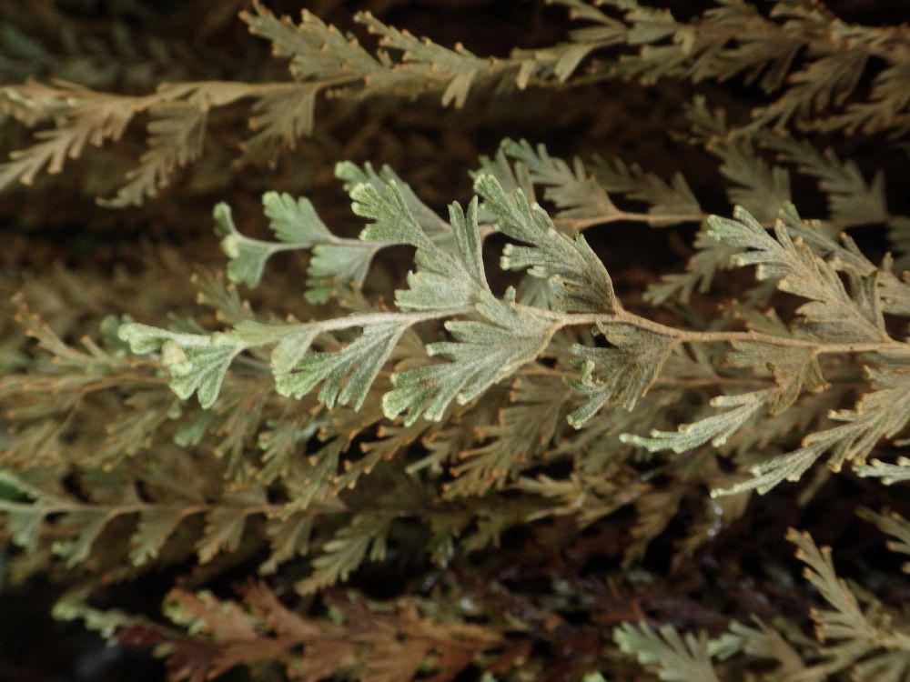 Hymenophyllaceae Hymenophyllum horizontale