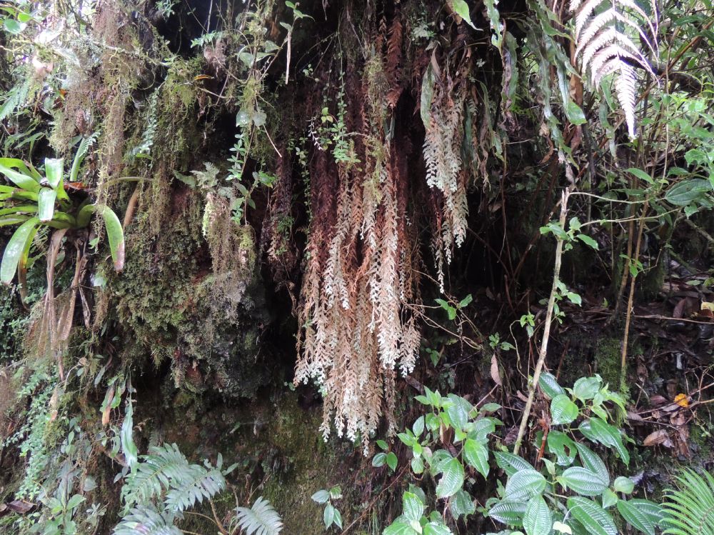 Hymenophyllaceae Hymenophyllum horizontale