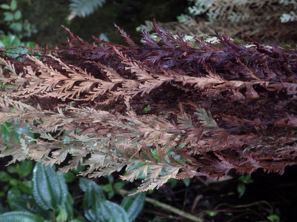 Hymenophyllaceae Hymenophyllum horizontale