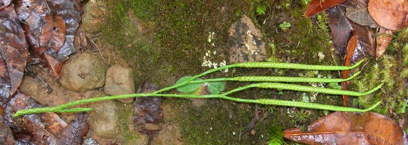 Lycopodiaceae Diphasiastrum thyoides