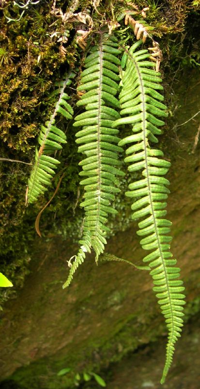 Grammitidaceae Melpomene xiphopteroides