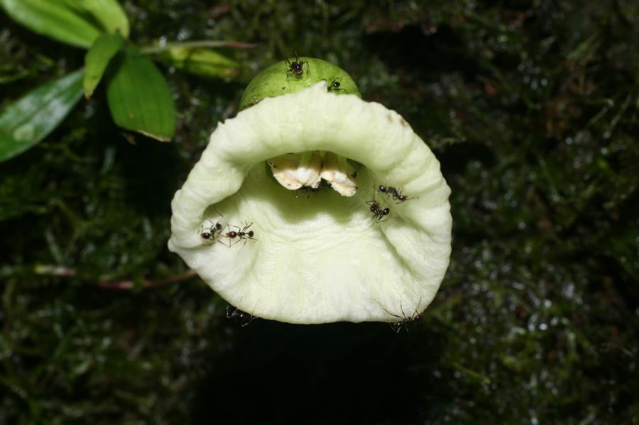 Bignoniaceae Amphitecna 