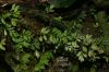 image of Asplenium holophlebium