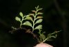 image of Asplenium holophlebium