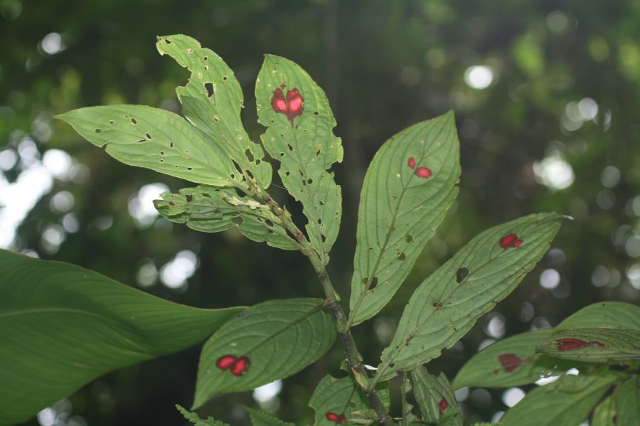 Gesneriaceae Columnea consanguinea