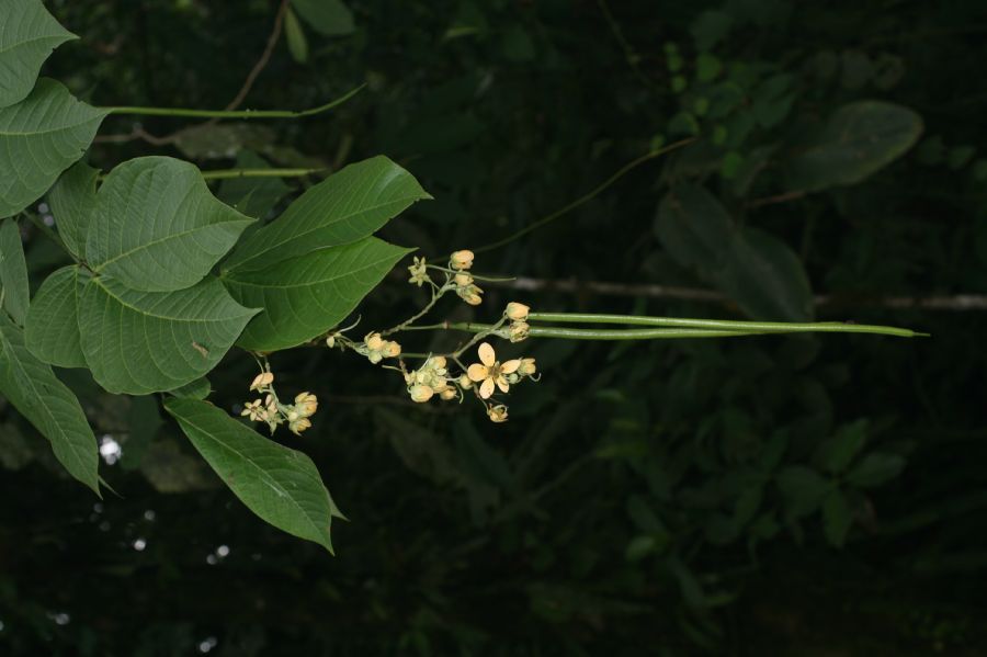 Fabaceae Senna papillosa