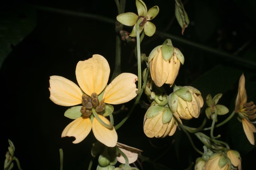 Fabaceae Senna papillosa