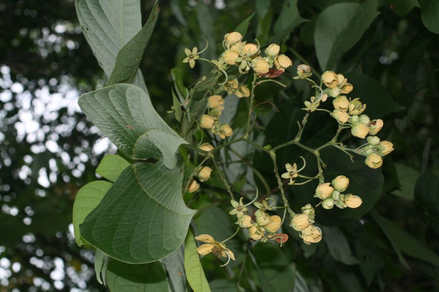 Fabaceae Senna papillosa