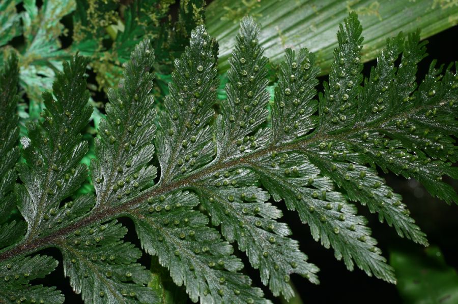 Hymenophyllaceae Trichomanes elegans