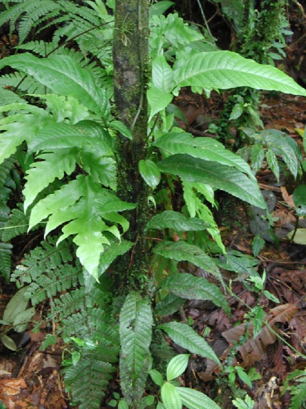 Lomariopsidaceae Mickelia nicotianifolia