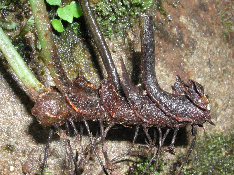 Lomariopsidaceae Mickelia oligarchica