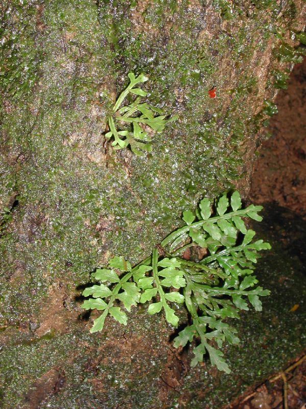 Lomariopsidaceae Lomariopsis vestita