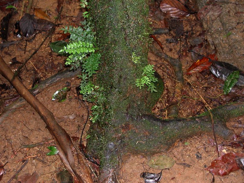 Lomariopsidaceae Lomariopsis vestita