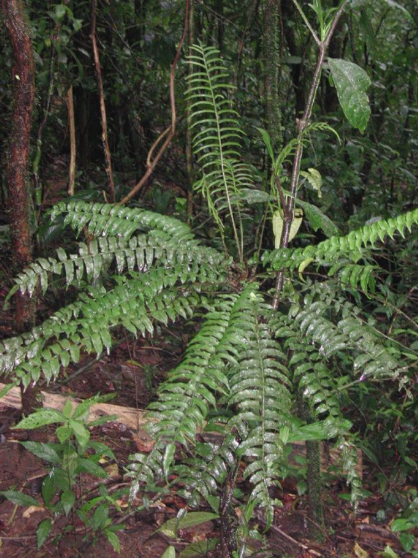 Lomariopsidaceae Lomariopsis vestita