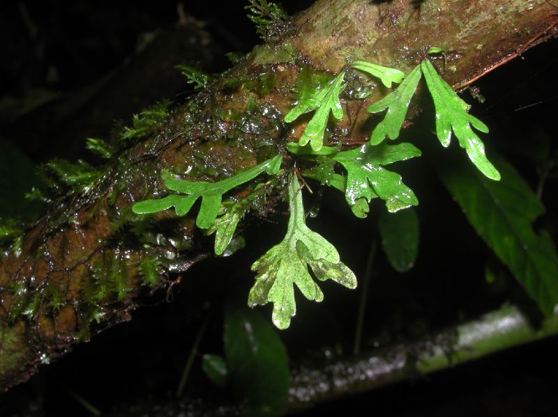 Lomariopsidaceae Lomariopsis vestita