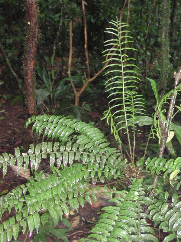 Lomariopsidaceae Lomariopsis vestita