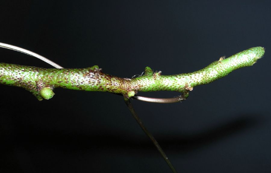 Davalliaceae Davallia tyermannii