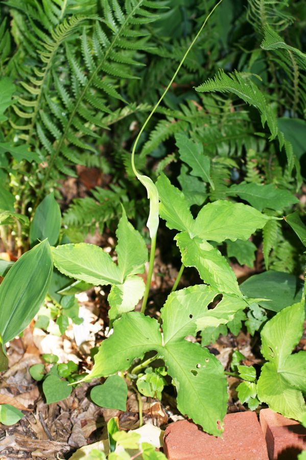 Araceae Arisaema 