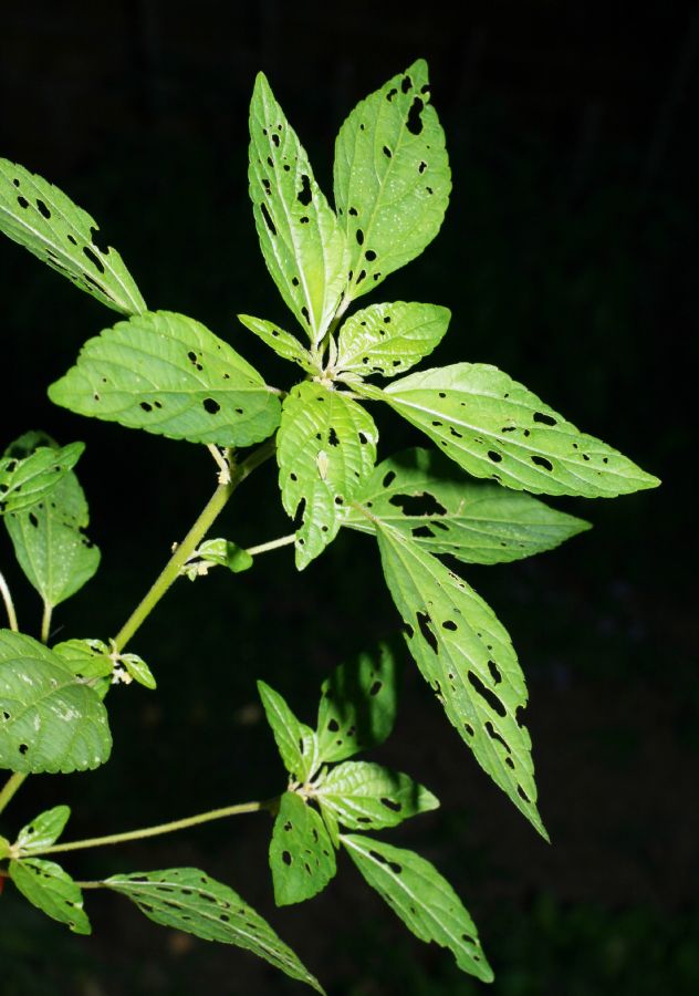 Euphorbiaceae Acalypha gracilens