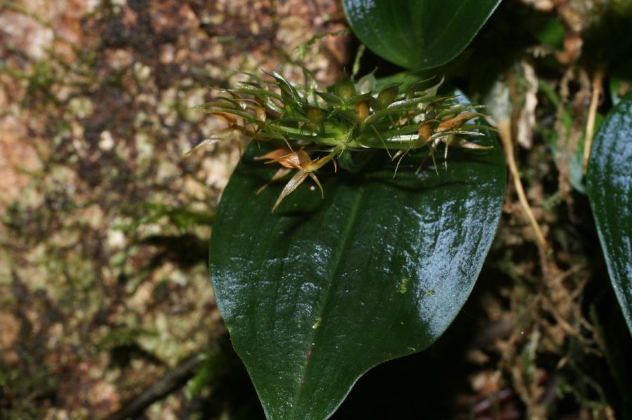 Orchidaceae Malaxis nana