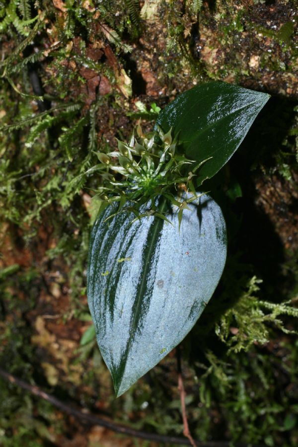 Orchidaceae Malaxis nana