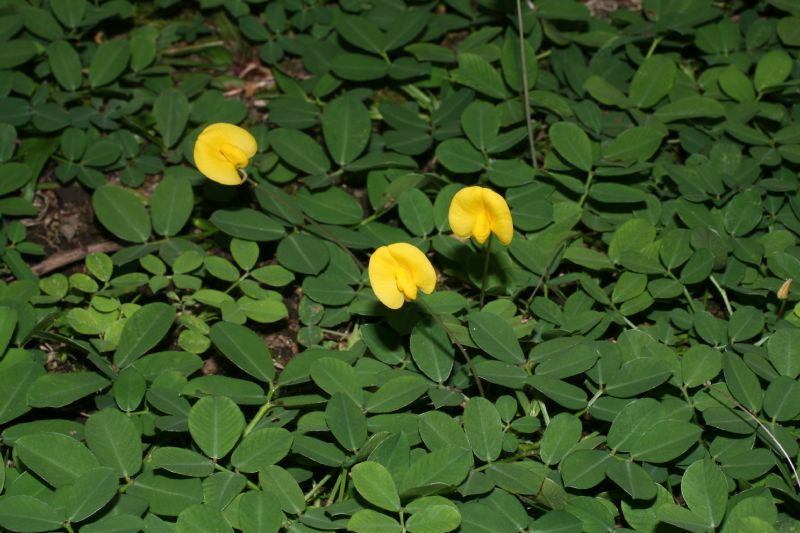 Fabaceae Arachis pintoi