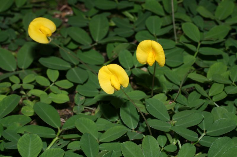 Fabaceae Arachis pintoi