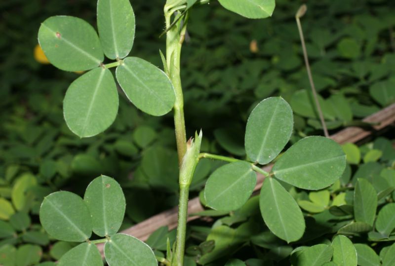 Fabaceae Arachis pintoi