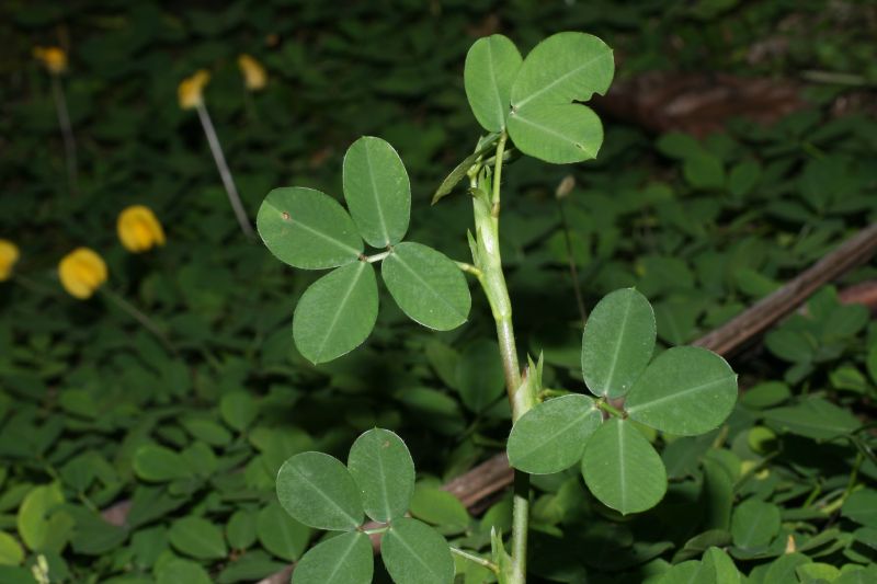 Fabaceae Arachis pintoi