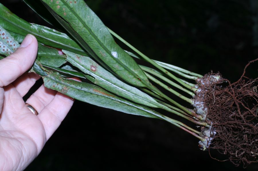 Polypodiaceae Campyloneurum amphostenon