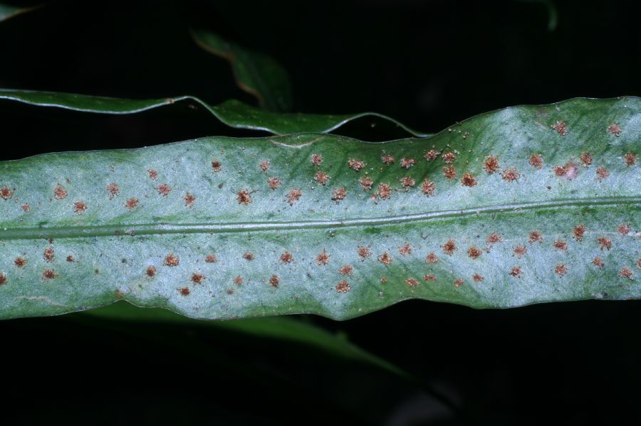 Polypodiaceae Campyloneurum amphostenon
