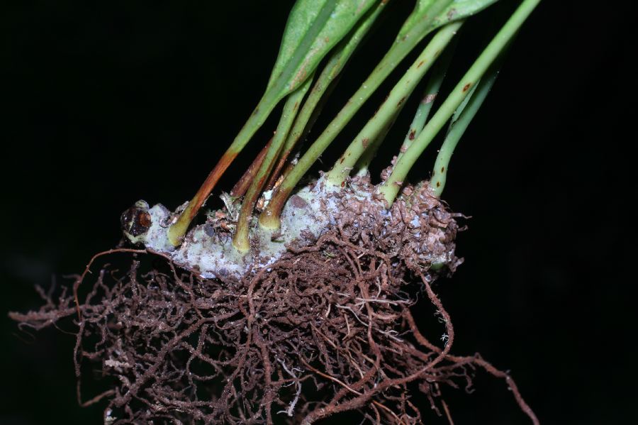 Polypodiaceae Campyloneurum amphostenon