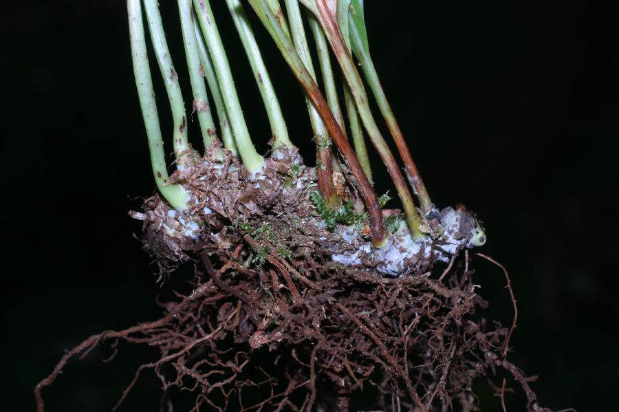 Polypodiaceae Campyloneurum amphostenon