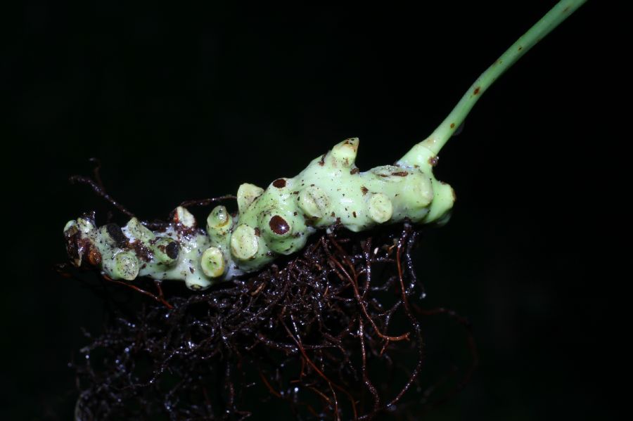 Polypodiaceae Campyloneurum amphostenon